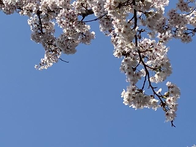 満開の西中桜